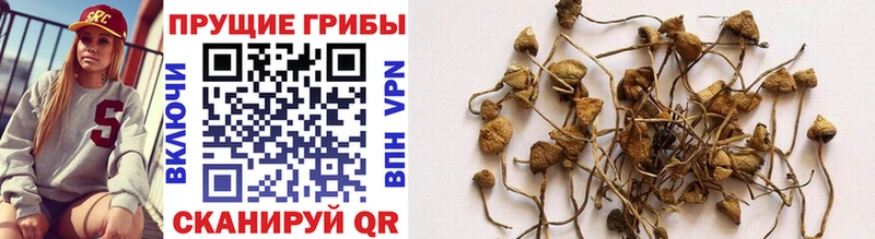 Псилоцибиновые грибы MAGIC MUSHROOMS  ссылка на мегу ССЫЛКА  Бородино  купить наркоту 